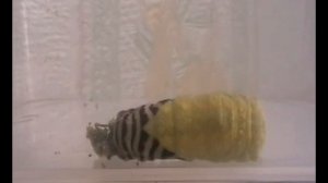 Превращение гусеницы бабочки махаон в куколку.