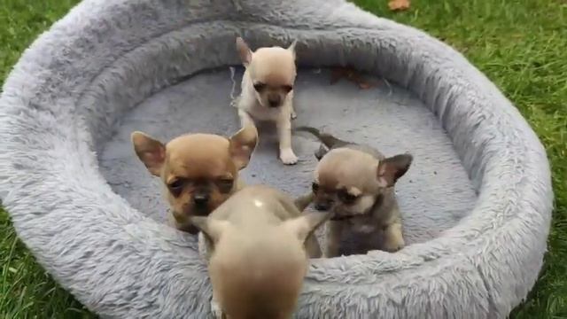 малыши чихуахуа ?❤️ смотреть онлайн