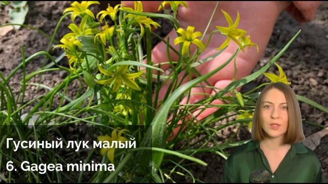 10 весенних цветов Москвы смотреть онлайн