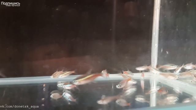 рыбка голубой неон, Paracheirodon innesi, как содержать, разводить, аквариумистика для всех смотреть онлайн