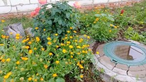 Отработанные ??? Грибные Блоки Идеальная Мульча:-)