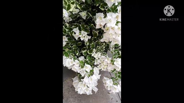 Primavera branca variegata 😍😍🤗#muitasflores смотреть онлайн