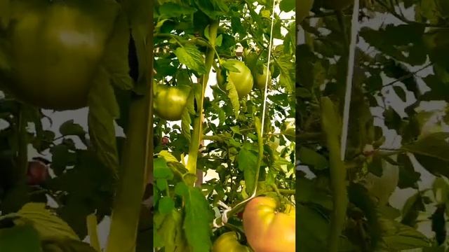 Томат БЫЧИЙ ЛОБ.Салатный Ярославская обл.