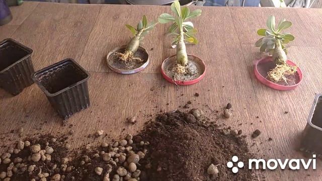 адениум замена грунта и полив в+35 #адениумполив #адениум смотреть онлайн