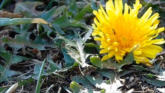 sony dsc h200 video test and photo samples смотреть онлайн