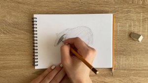 Как нарисовать барсука карандашом | Рисунок для начинающих поэтапно