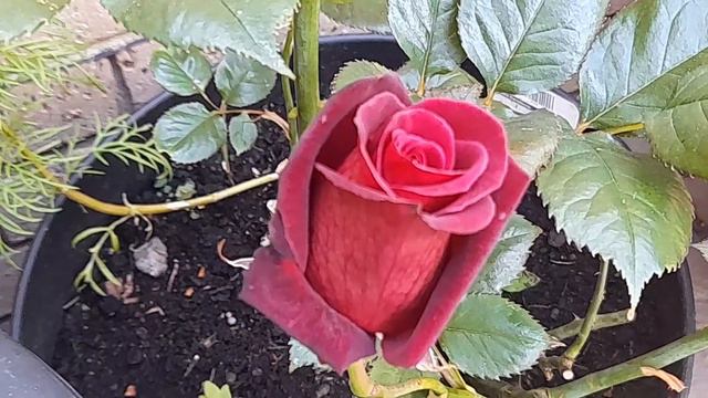 Rose Black Baccara Update смотреть онлайн