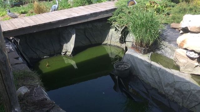 Откачка воды из пруда с рыбами перед чисткой. смотреть онлайн