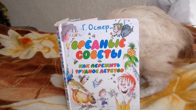 Котенок Гав рекомендует смотреть онлайн