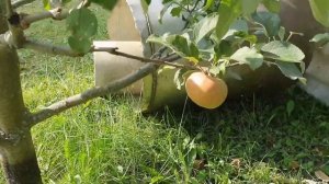 Яблоня ОРЛОВСКИЙ КАНДИЛЬ 2020г.