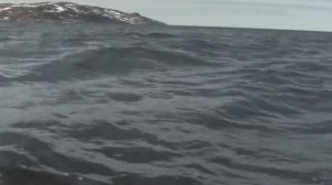 риб альбатрос 390