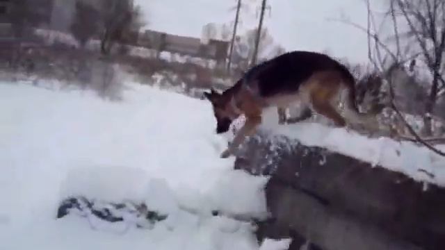 Яра. Тренировка ловкости смотреть онлайн