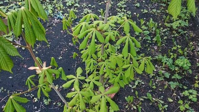 КТО ПОСАДИЛ #КАШТАНЫ?