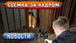 Животным оказали большую помощь. Приезжали снимать интервью. Поездка в Новопавловск. Влог за кадром.
