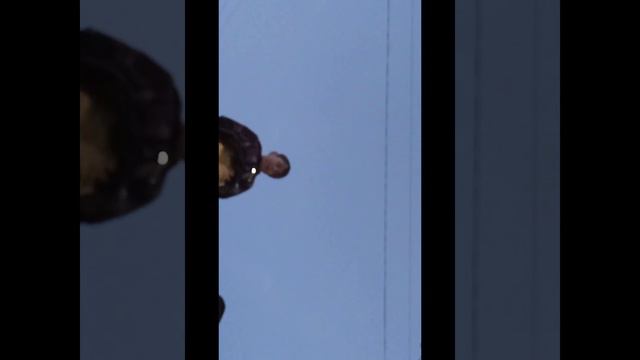 напал алабай смотреть онлайн