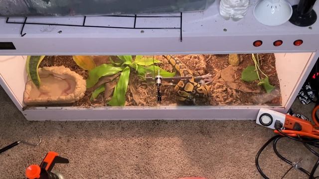 BALL PYTHON CRAZY FEEDING RESPONSE!!!! смотреть онлайн