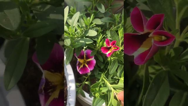 Калибрахоа растут и радуют смотреть онлайн