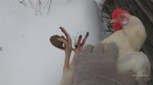 У курицы на лапе комок. Удаляю своими руками