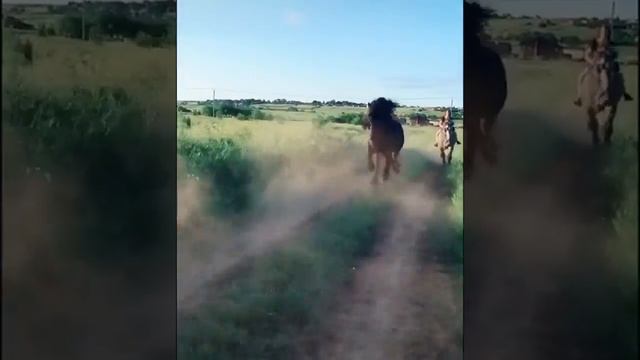 Фризская лошадь фриз смотреть онлайн