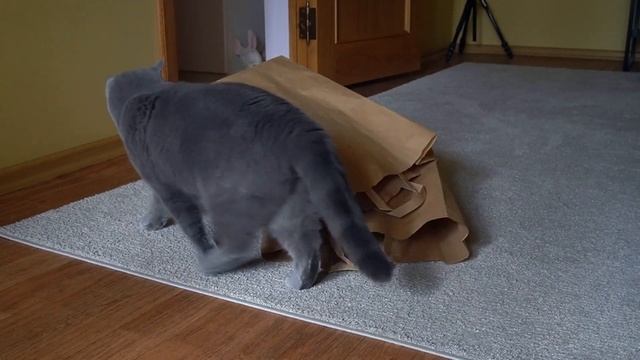 Настойчивый Британский кот ГАРРИ / British blue big cat смотреть онлайн