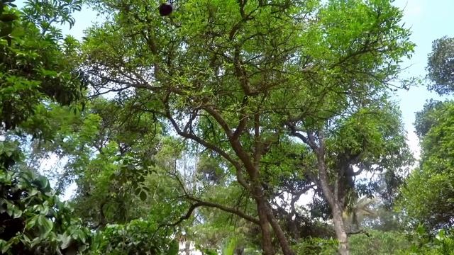 Самые Опасные Деревья Которые Нельзя Трогать! смотреть онлайн