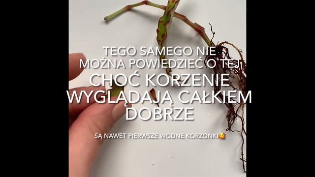 Begonia AMPHIOXUS w hydroponice i jak rozmnażać to cudo смотреть онлайн