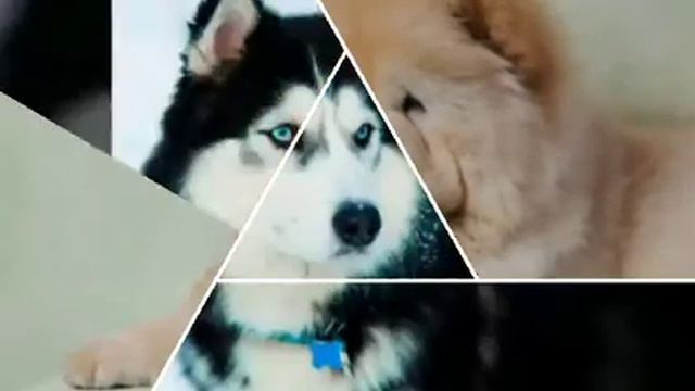 Какая ты из пород собак по знаку зодиака 👍🐕🐕🐕🐕🐕🐕🐶 смотреть онлайн