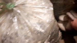 Выращивание вешенки в домашних условиях на отработанных блоках.ПЕРВЫЙ УРОЖАЙ!!!СТИХиЯ