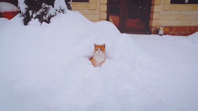 Первый снег.. смотреть онлайн