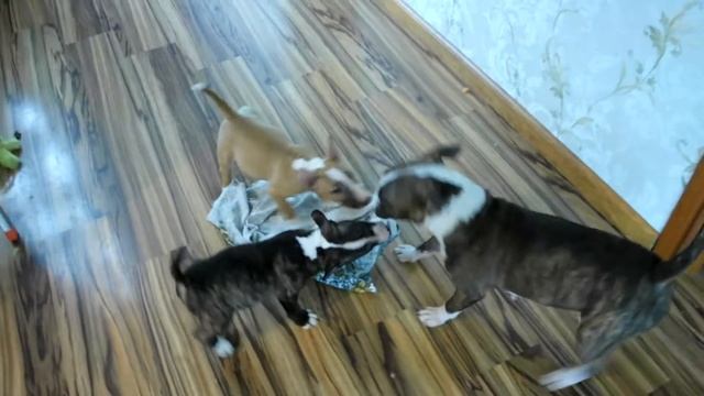 Миниатюрный бультерьер. Щенки 2,5 месяца. смотреть онлайн