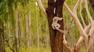 Сифака лемур  танцор
