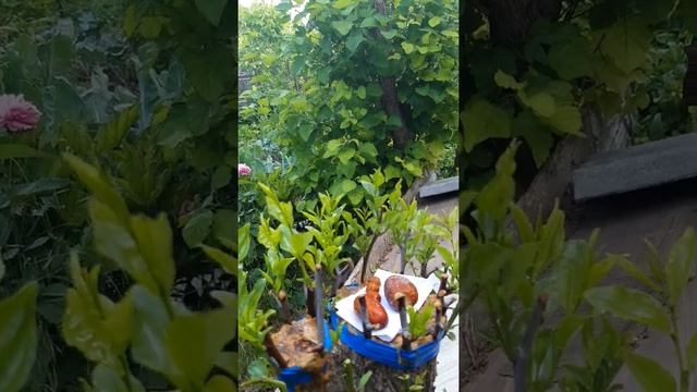 Прививка унаби - за кору или вприклад? Однозначный ответ... смотреть онлайн