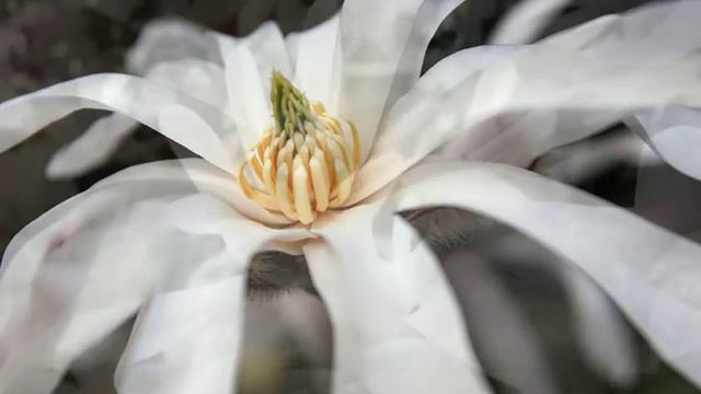 Star magnolia.mov смотреть онлайн