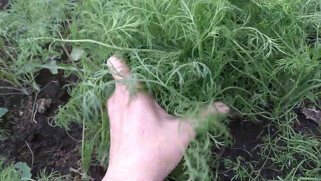 ДЕНЬ НАРОДНОГО ЕДИНСТВА. зелёный и ароматный смотреть онлайн