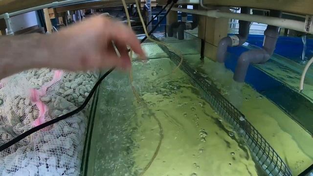 Самп с кипящим отсеком плавающей биозагрузки