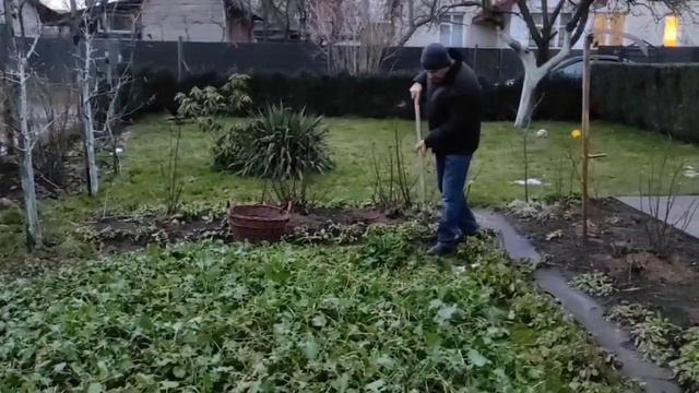 Ріпак - чудовий зелений корм для курей зимою. смотреть онлайн