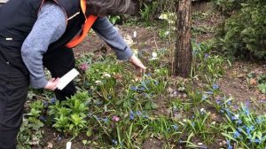 Необычные морозники в весеннем саду