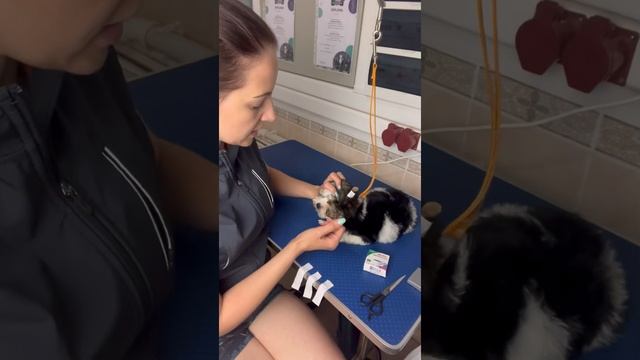 УШИ !!! Как поставить уши в домашних условиях ) #йорк #уходзасобакой #империяйорков смотреть онлайн