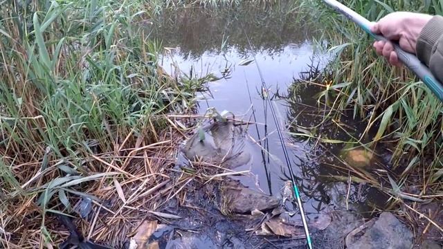 Ловля Карася на поплавочную удочку на канале в ИЮНЕ 2023 Активный Клёв #рыбалканапоплавок #карась смотреть онлайн