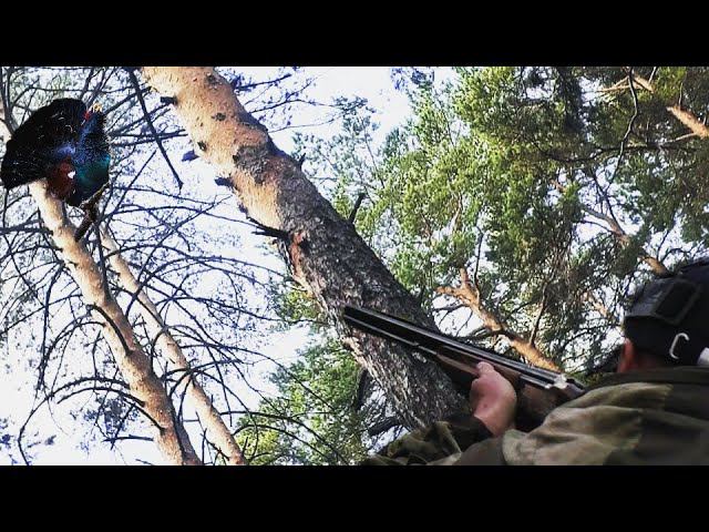 Охота на глухаря на току этой весной! Лучшее!!! Подход! смотреть онлайн