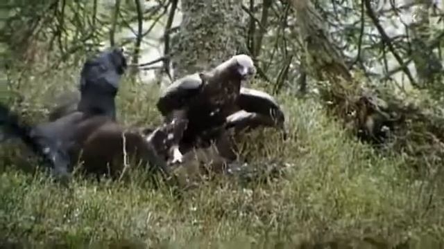 глухарь против орла смотреть онлайн