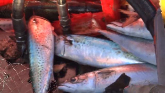 1-MERLUCERA ARTES PESCADO.iberosurf.com.CASTRO URDIALES.SPAIN(CANTABRIA PARAISO DEL MAR) смотреть онлайн