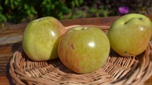 Яблочный спас - сорт яблони