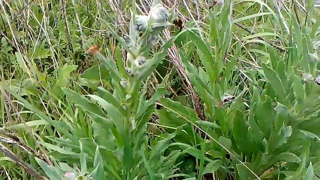 собачий язык смотреть онлайн