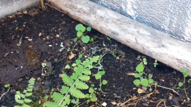 ПермаКультура pro лягушки в домашних условиях смотреть онлайн