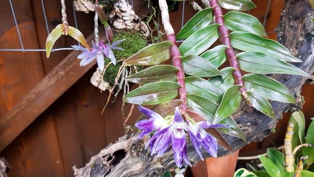 Орхидеи Дендробиум сравнение Dendrobium victoria reginae и Dendrobium ceraula смотреть онлайн