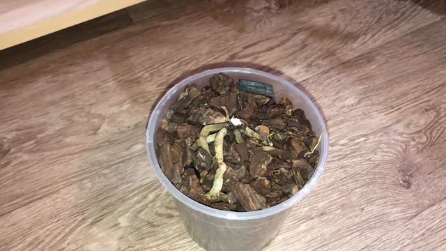 Детки на моих орхидеях и пеньках смотреть онлайн