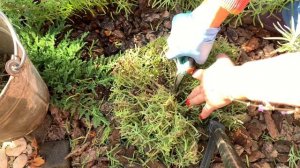 Как обрезать лаванду. Лаванда на зиму.