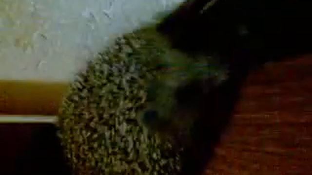 пьяный ёжик смотреть онлайн