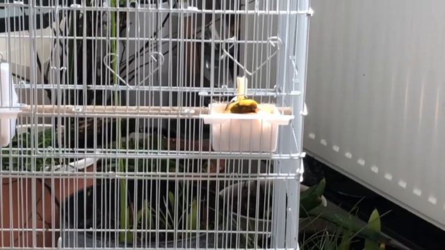 Показываю Канарейку смотреть онлайн